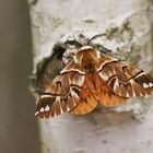 Birkenspinner oder Scheckflügel (Endromis versicolora) 2, Männchen.