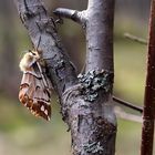 Birkenspinner, Weibchen