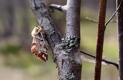 Birkenspinner, Weibchen