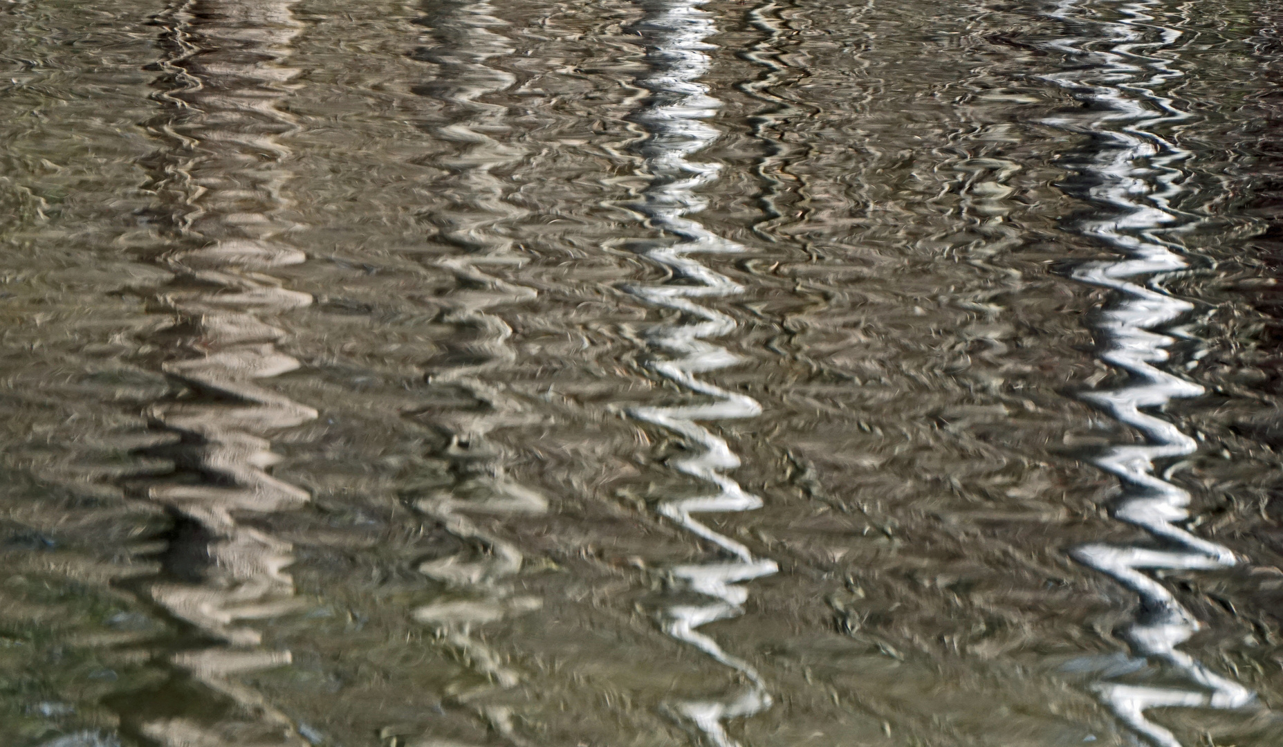 Birkenstämme gespiegelt im Auwaldweiher