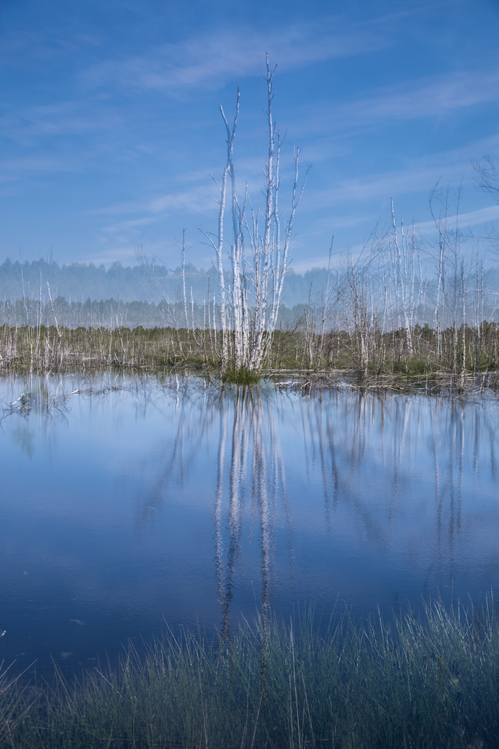 Birkenstämme im Moor