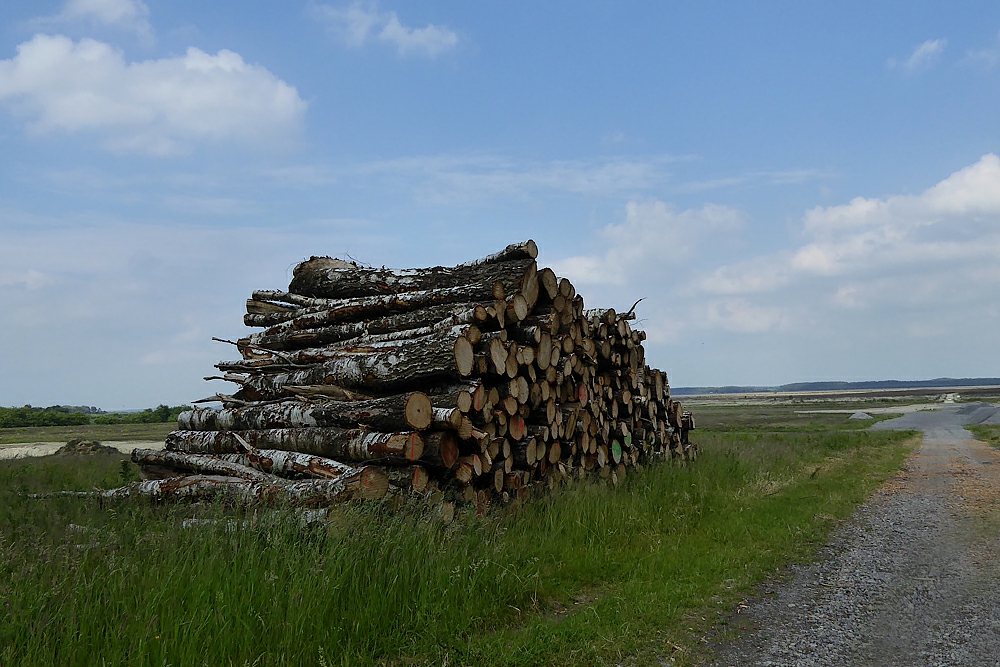 Birkenstämme im Randgebiet des Hochmoores