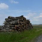 Birkenstämme im Randgebiet des Hochmoores