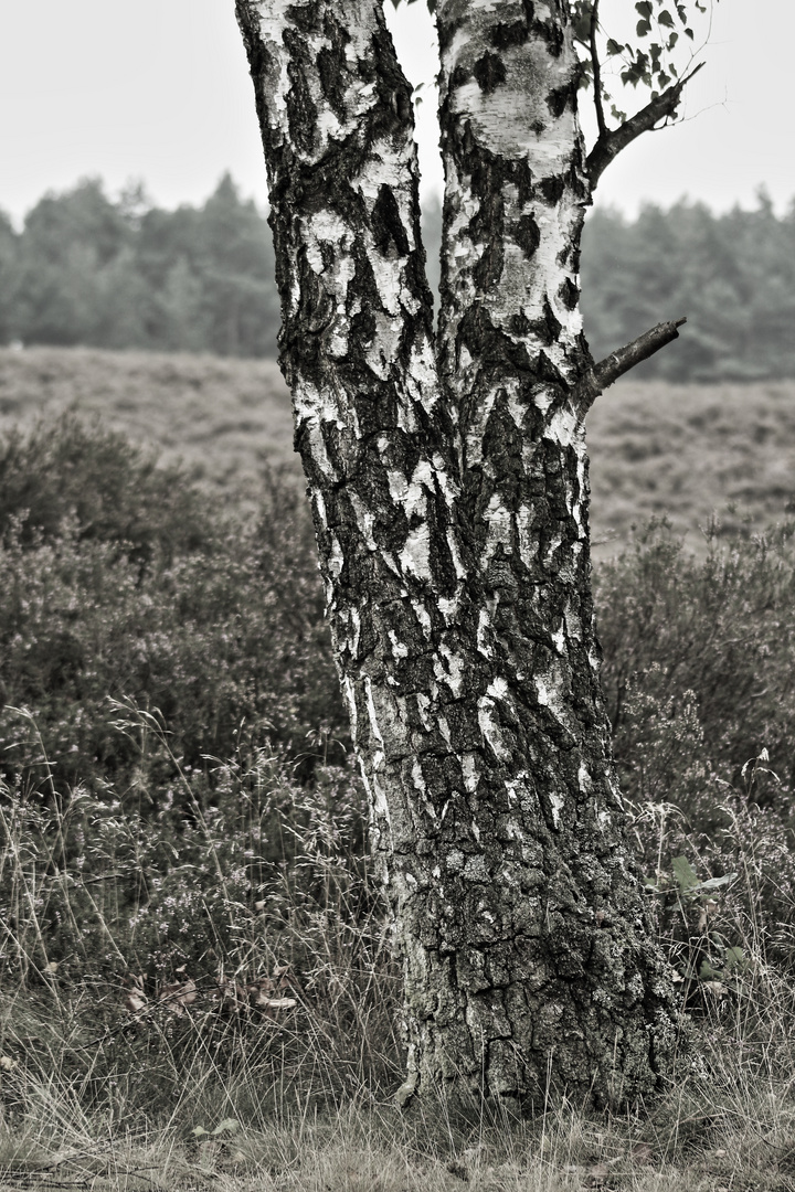 Birkenstämme in der Südheide