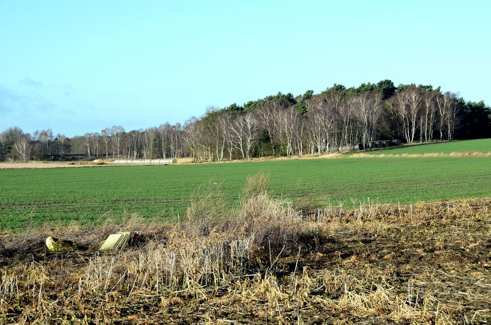 Birkenwäldchen am Feldrand