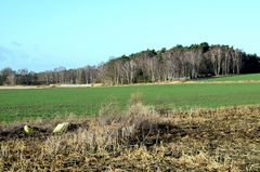 Birkenwäldchen am Feldrand