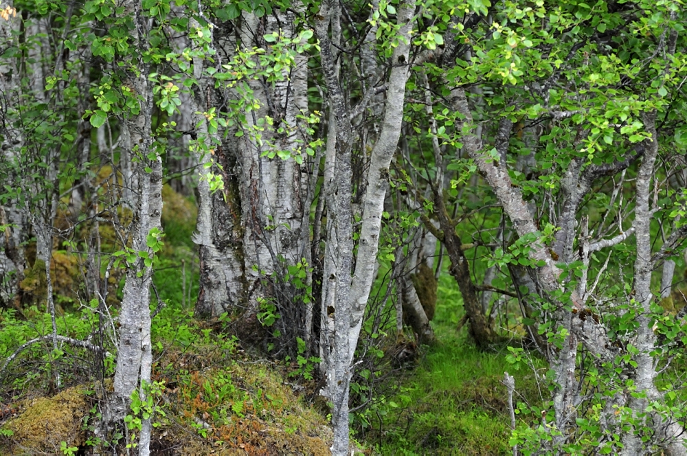 Birkenwäldchen am Fjord