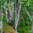Birkenwäldchen am Fjord