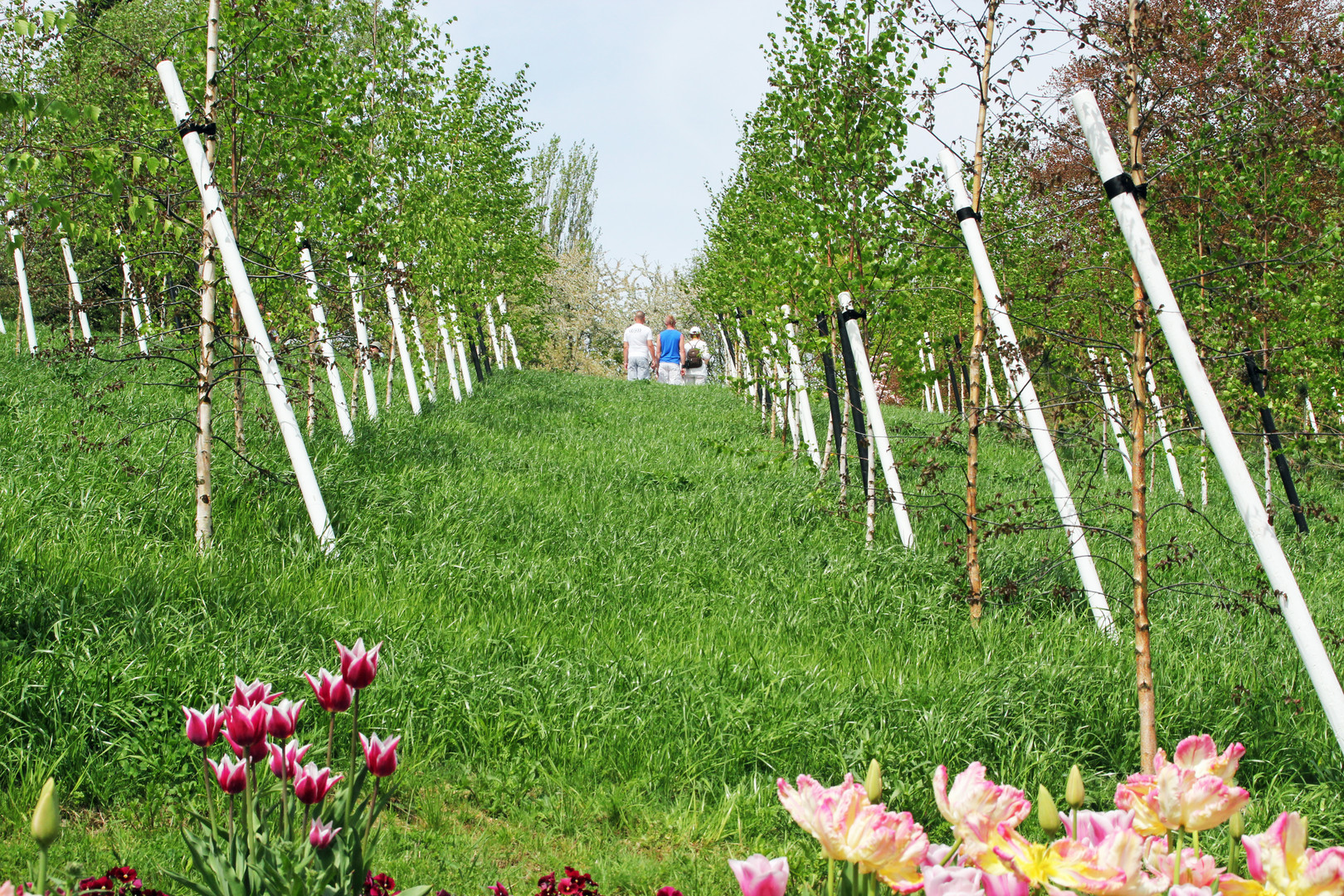 Birkenwäldchen auf der 6. Sächsischen Landesgartenschau in Löbau