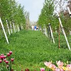 Birkenwäldchen auf der 6. Sächsischen Landesgartenschau in Löbau