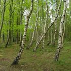 Birkenwäldchen im Frühling