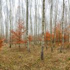 Birkenwäldchen im Herbst