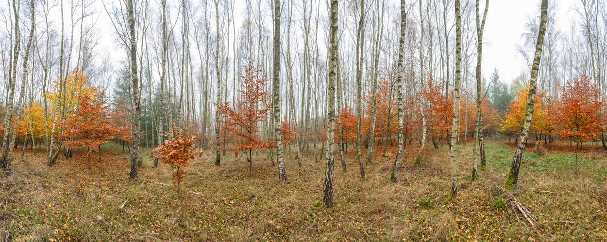 Birkenwäldchen im Herbst