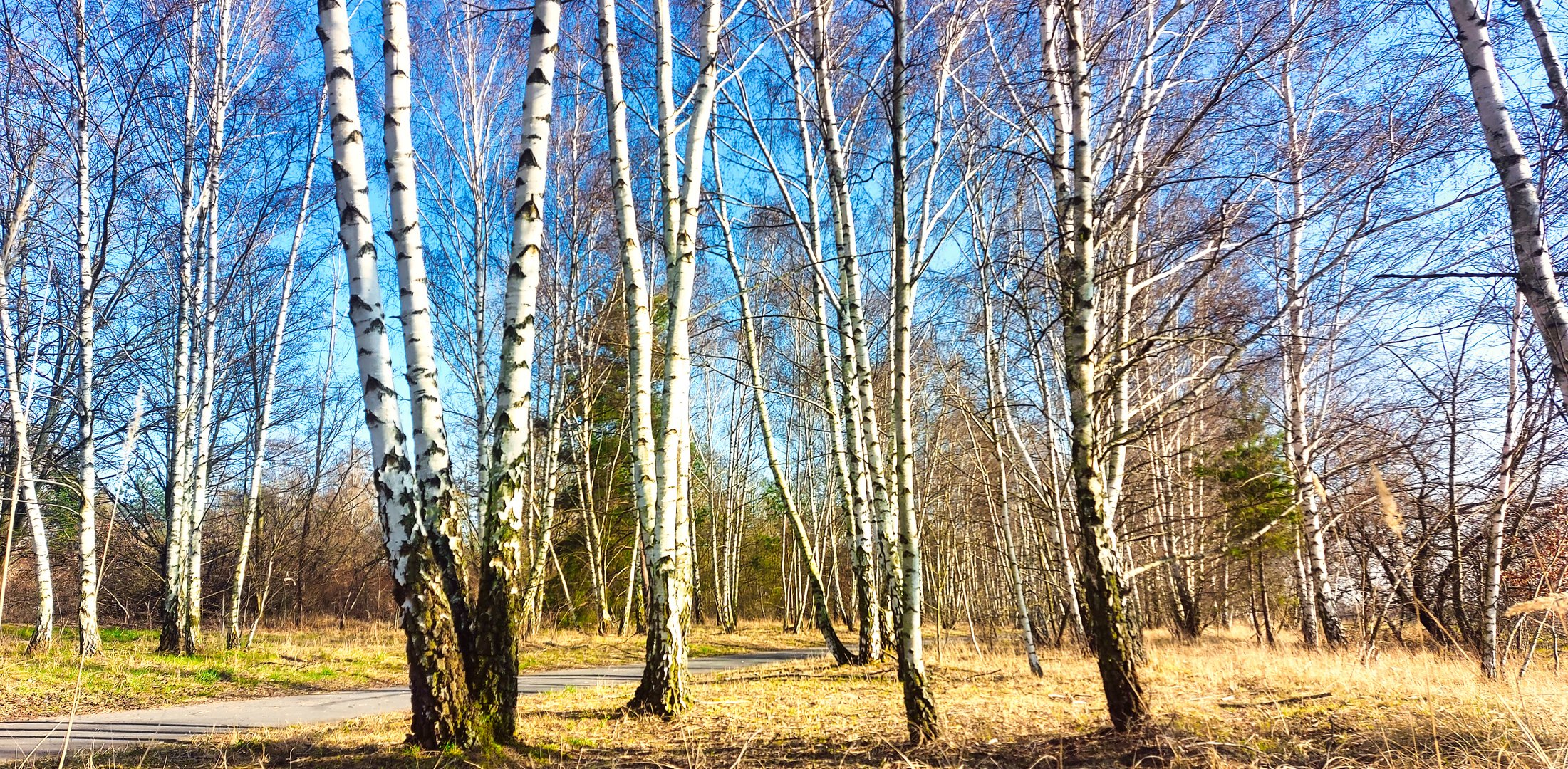 Birkenwäldchen im März