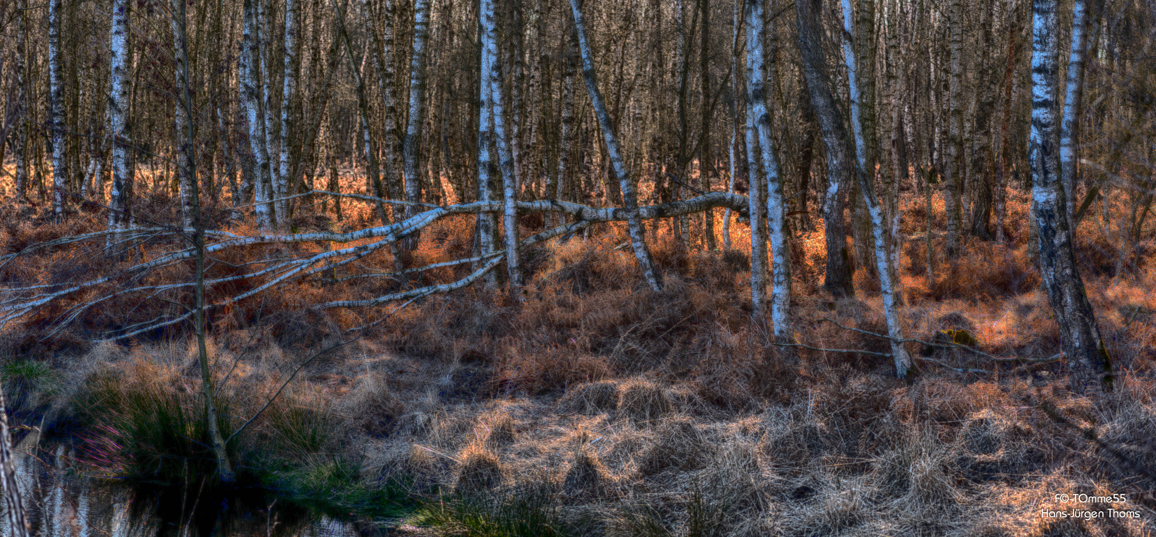 Birkenwäldchen im Moor