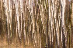 Birkenwäldchen - im Moorgebiet des Steinhuder Meeres
