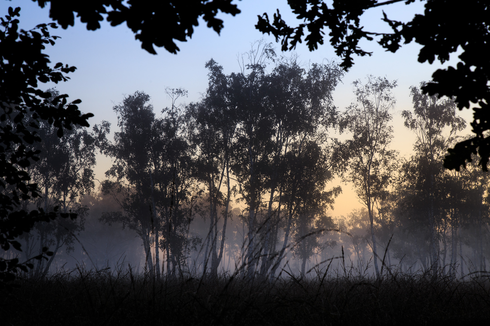 Birkenwäldchen im Nebel