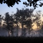 Birkenwäldchen im Nebel