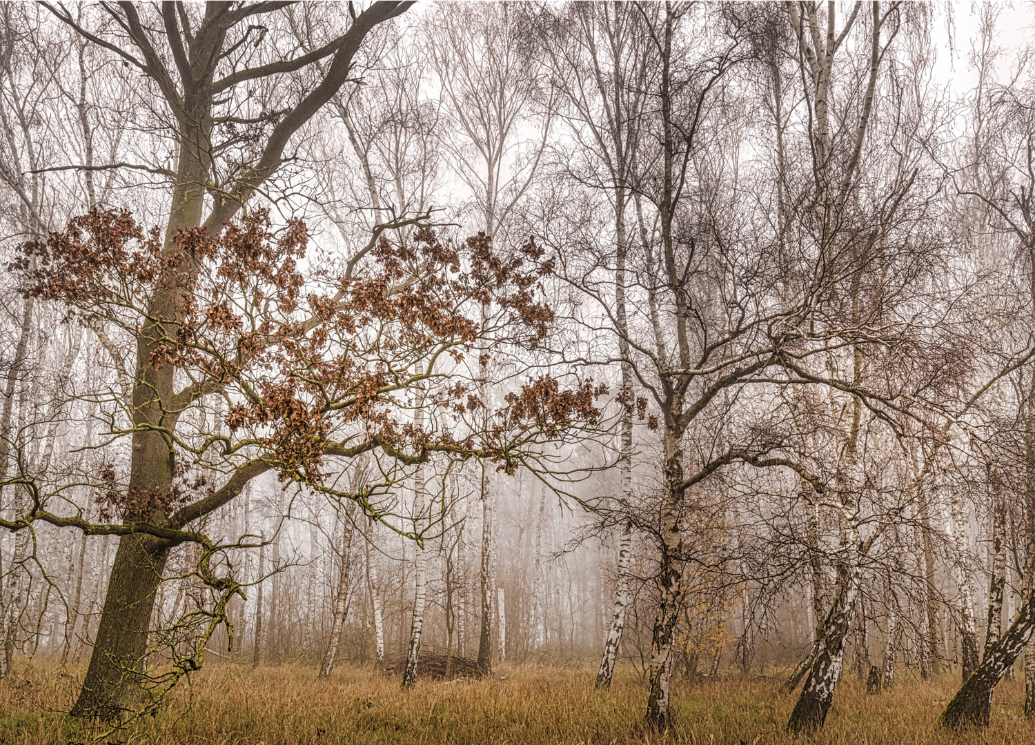 Birkenwäldchen im Nebel
