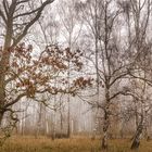 Birkenwäldchen im Nebel