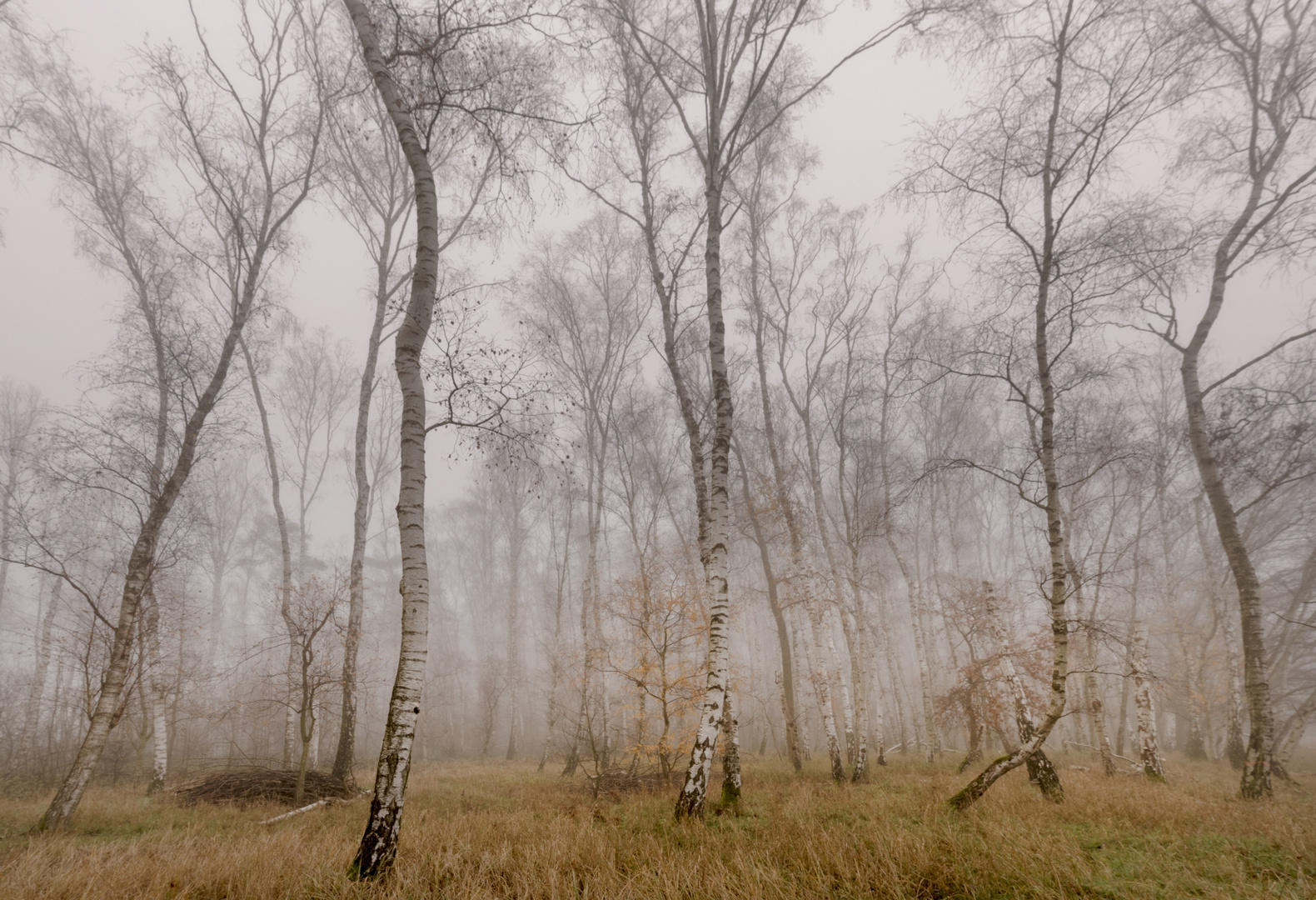 Birkenwäldchen im Nebel