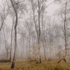 Birkenwäldchen im Nebel