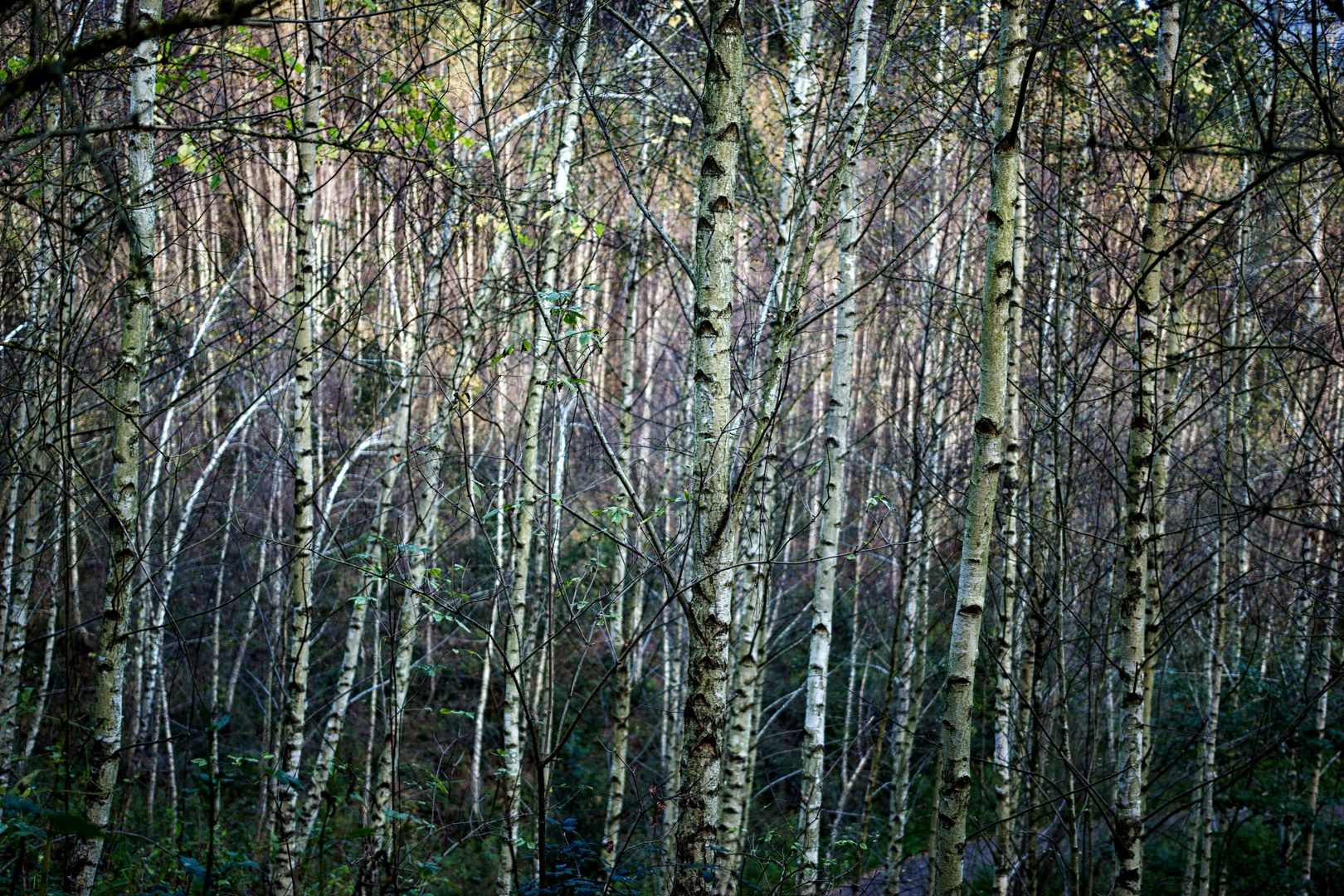 Birkenwäldchen im Schwarzwäldchen