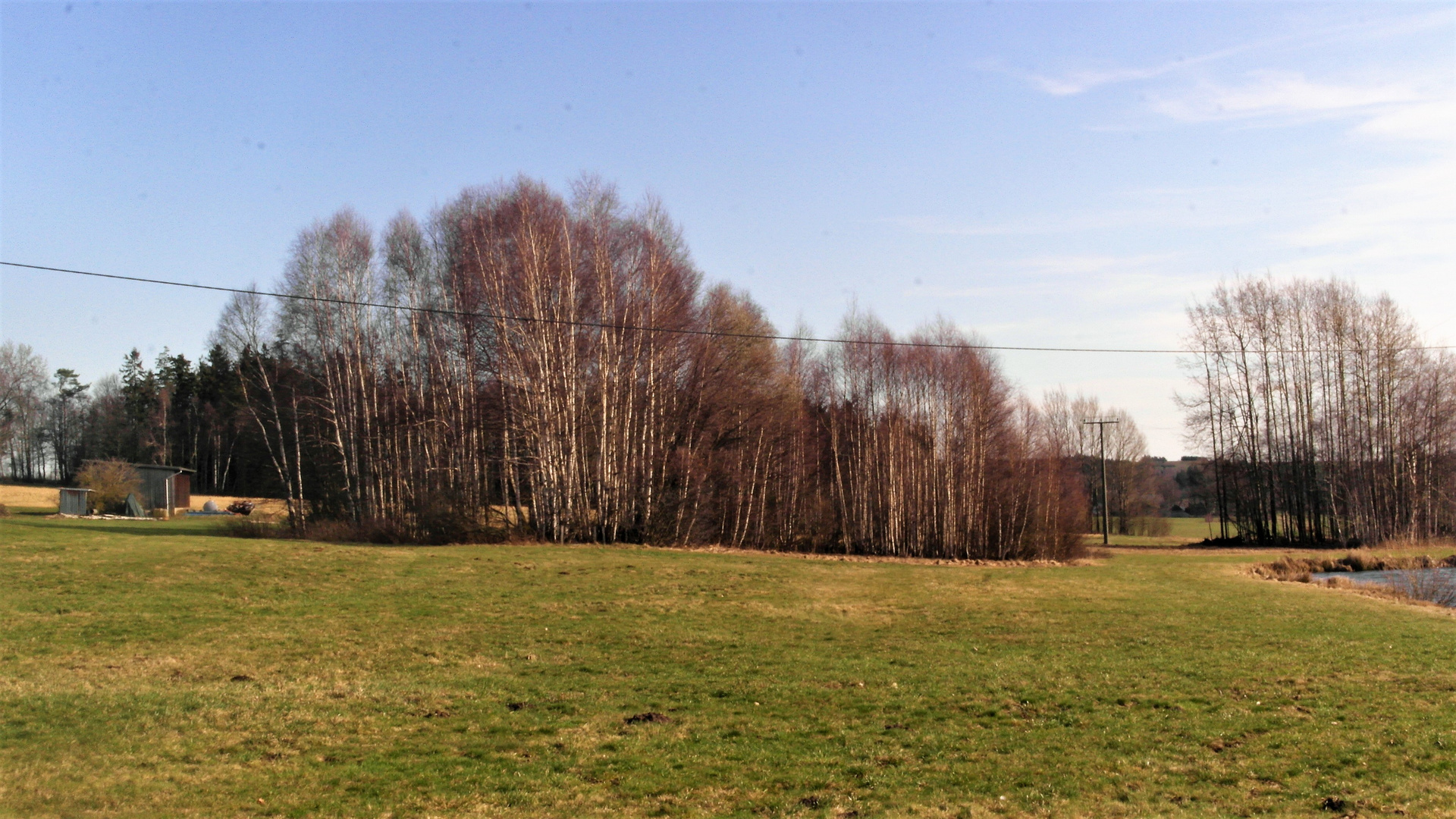 Birkenwäldchen im Sonnenschein