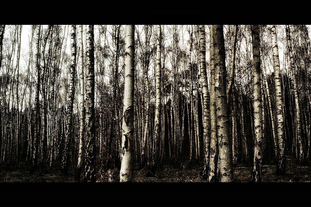 Birkenwald 2 by Marco