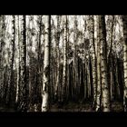 Birkenwald 2 by Marco