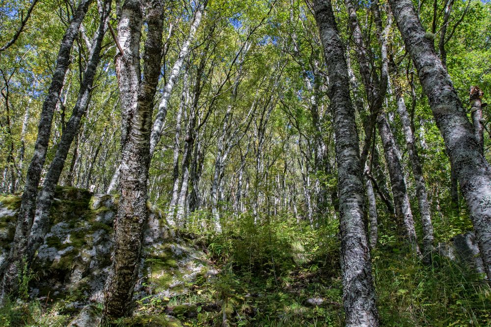 Birkenwald Foto & Bild europe, scandinavia, norway Bilder auf