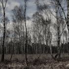 Birkenwald