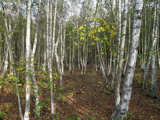 Birkenwald am Teufelssee in den Müggelbergen Berlin