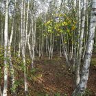 Birkenwald am Teufelssee in den Müggelbergen Berlin