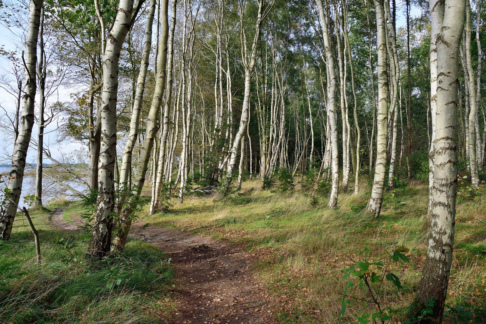 Birkenwald an der Schlei