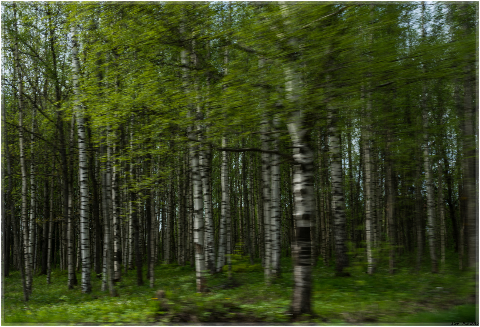 Birkenwald auf dem Weg vom Ládoga zurück nach Pieter