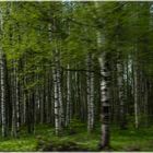 Birkenwald auf dem Weg vom Ládoga zurück nach Pieter