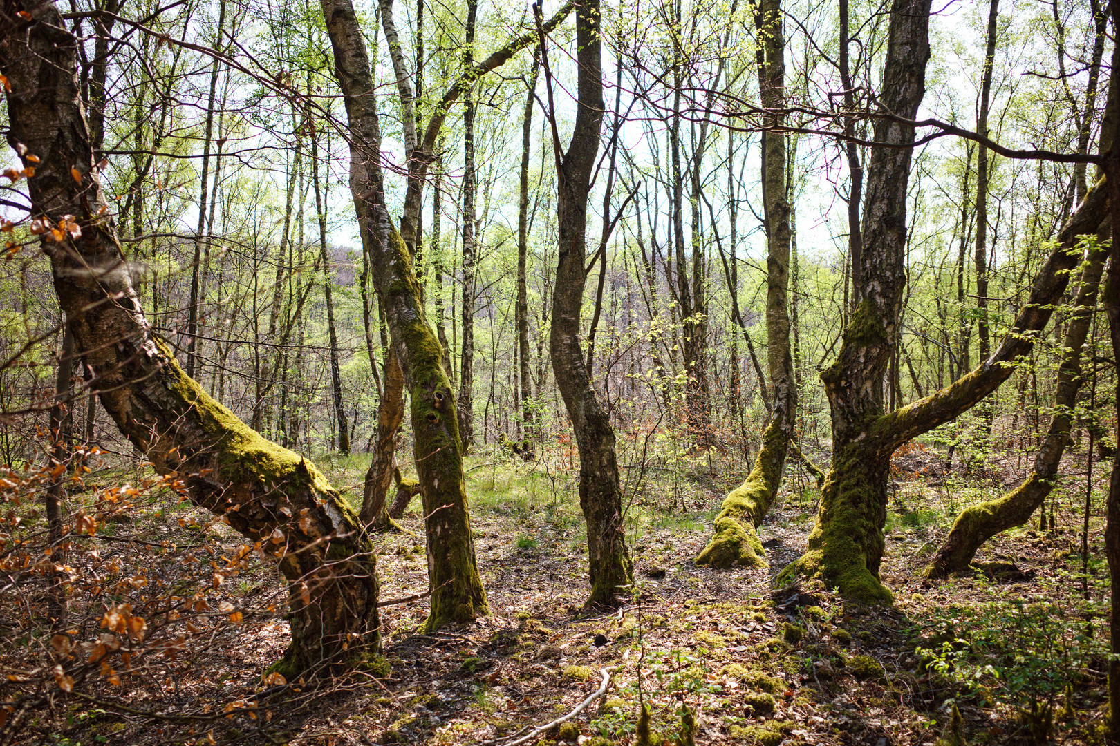 Birkenwald auf der Halde Brefeld (Saarland)