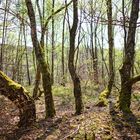 Birkenwald auf der Halde Brefeld (Saarland)