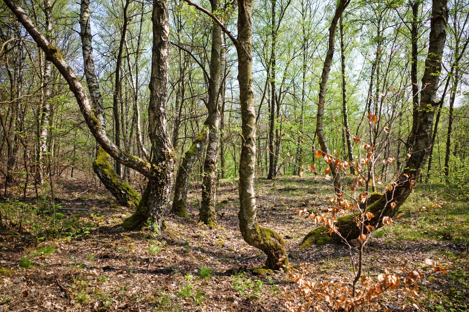 Birkenwald auf der Halde Brefeld (Saarland)