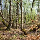 Birkenwald auf der Halde Brefeld (Saarland)