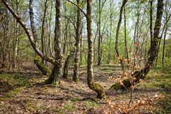 Birkenwald auf der Halde Brefeld (Saarland)