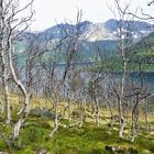 Birkenwald auf Senja - Aufstieg zur Segla