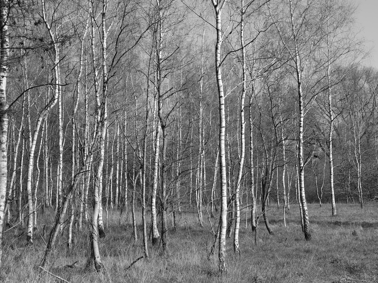 Birkenwald bei  Dötlingen