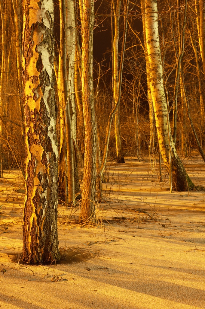 Birkenwald bei Nacht