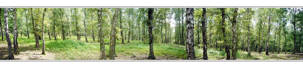 Birkenwald