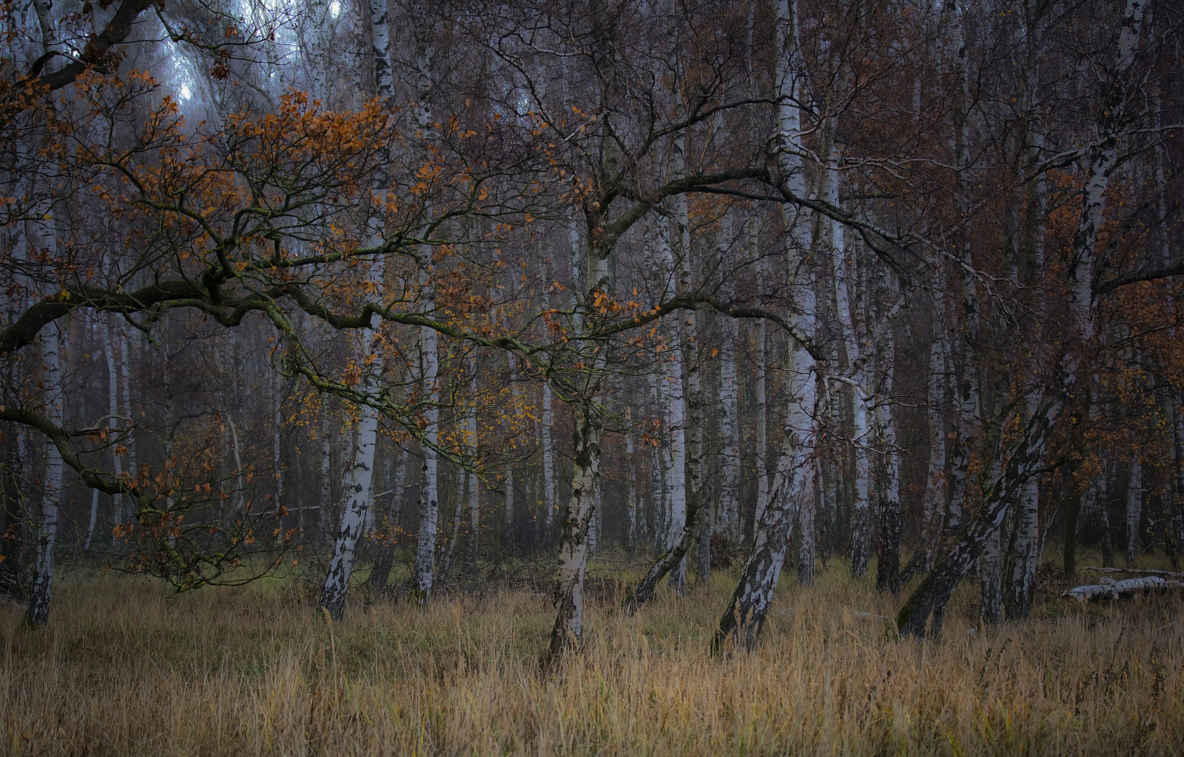 Birkenwald Herbst 2018