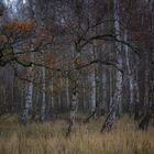 Birkenwald Herbst 2018