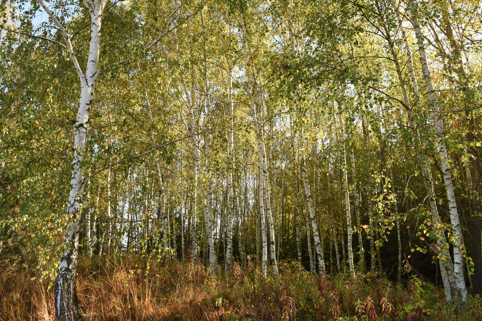 Birkenwald im Herbst