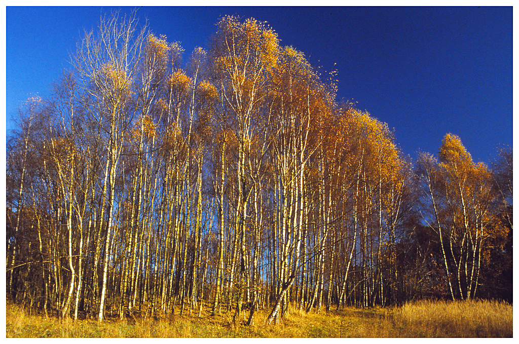 Birkenwald im Herbst